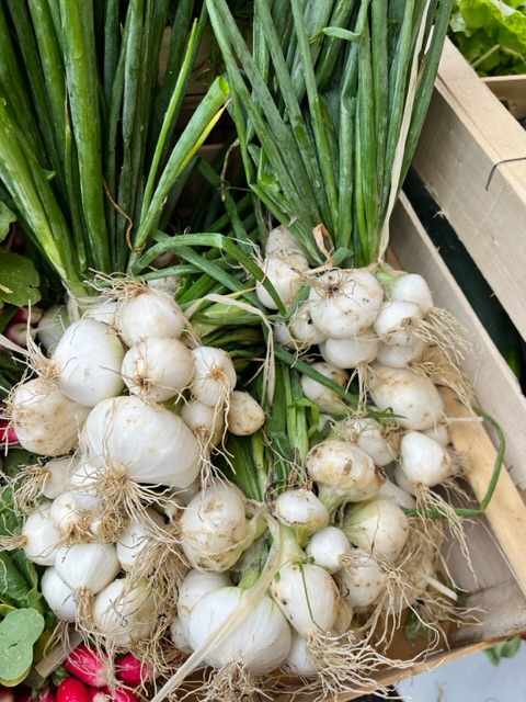 Oignons blancs 