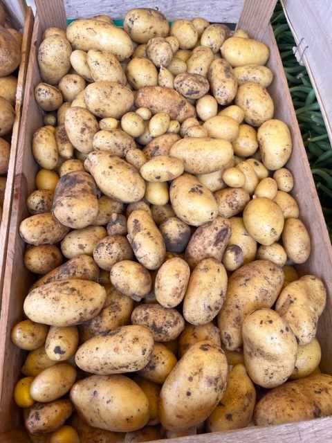 Pommes de terre Allians 