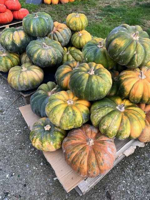 Musquée de Provence